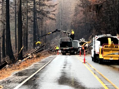 Hwy 22 Hazard Trees