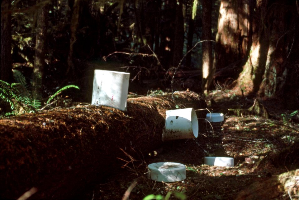 Willamette NF - HJ Andrews EF 200 yr Tree Decay Project, OR 1990
