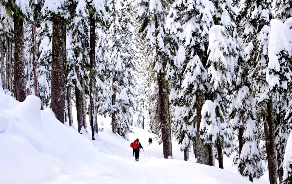 Mt. Hood Meadows on the Mt. Hood National Forest