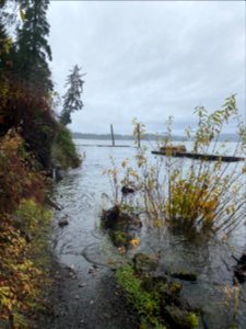 2020-11-18 Olympic QuinaultLake USFS photo by Kelsey Dyer
