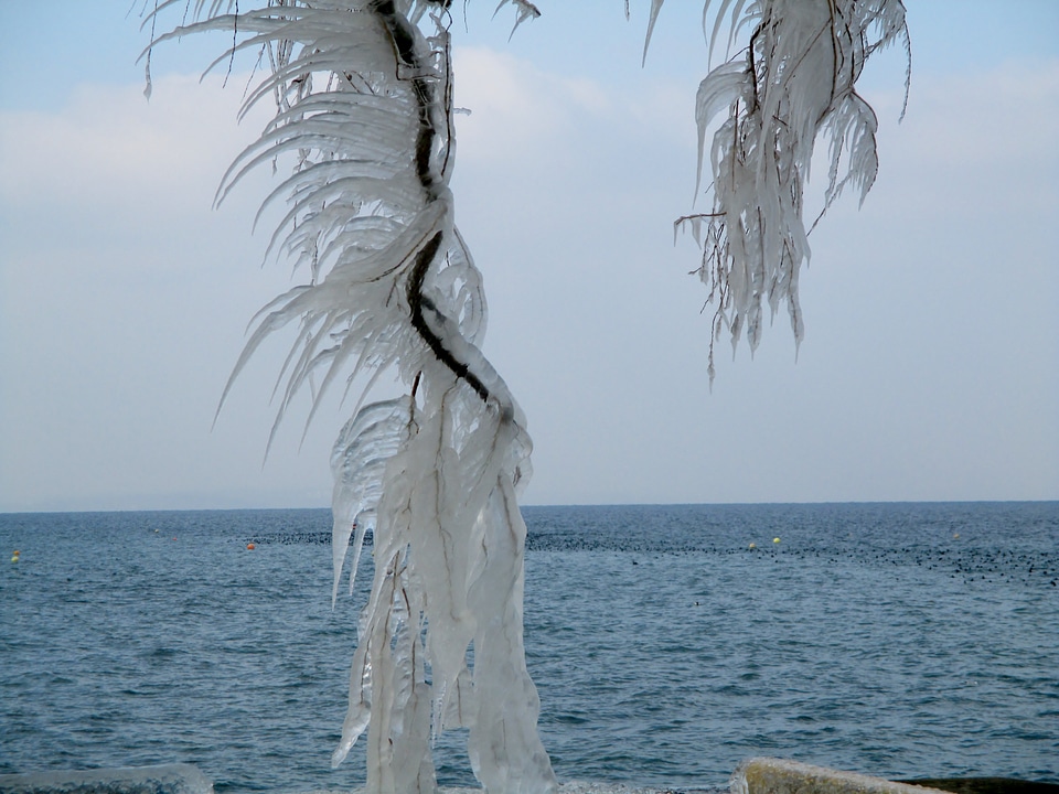 Ice formations trees aesthetic