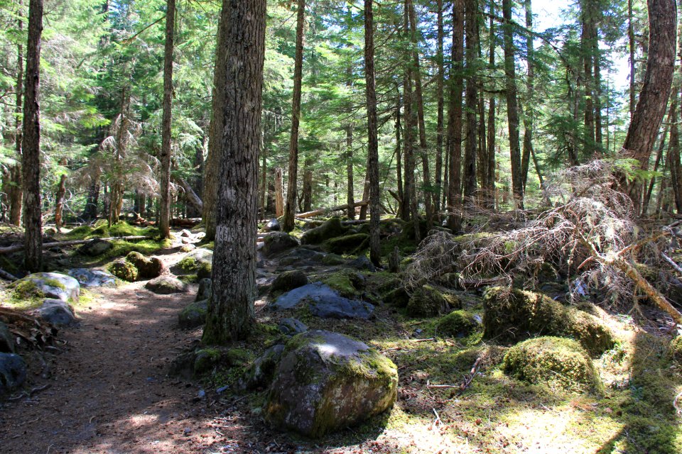 Ramona Trail  - Mt. Hood National Forest. Photos by Trent Deckard