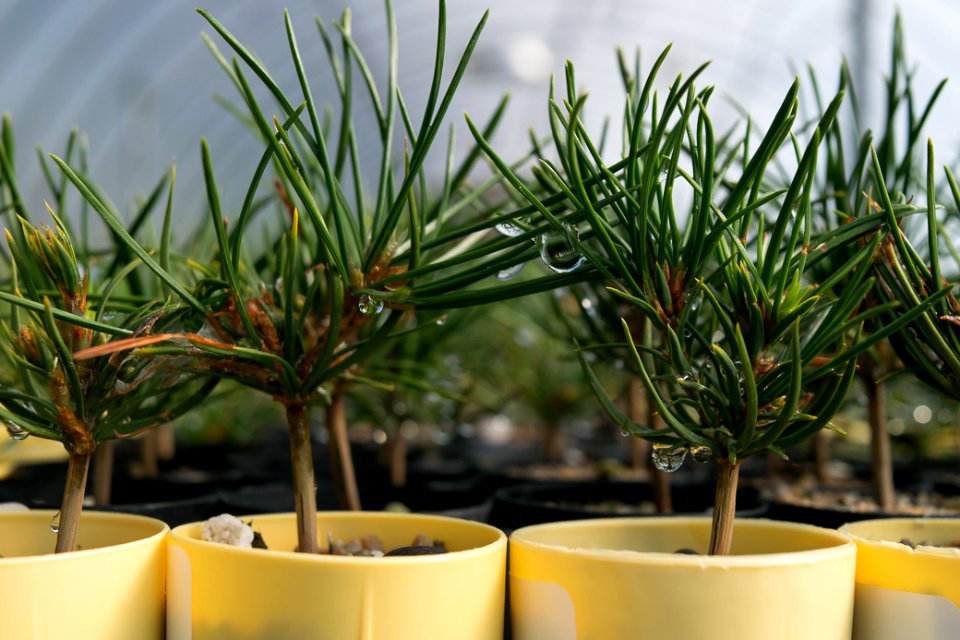 Seedlings at Dorena Genetic Resource Center, Umpqua National Forest