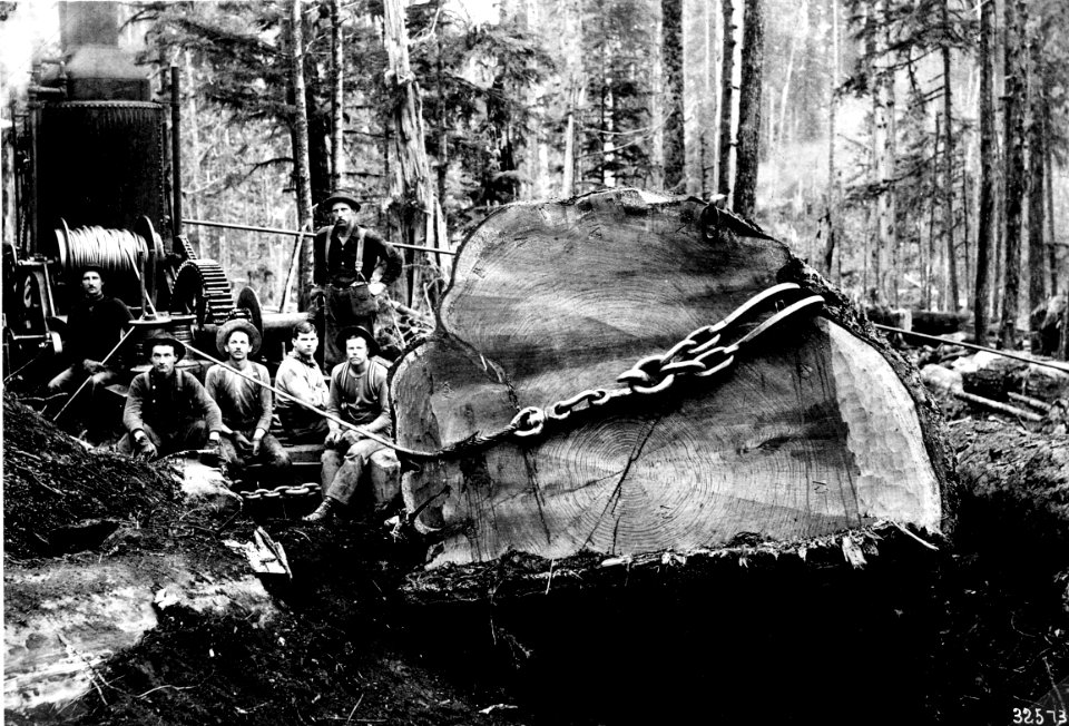 32573 Logging with Donkey Engine, Western WA 1902