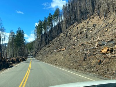 Danger tree removal completed roads photo