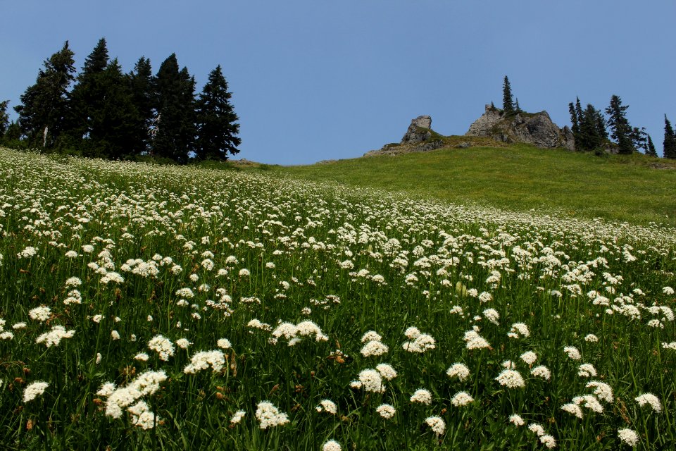Wildflowers along the Tatoosh Trail (161), Tatoosh Wilderness on the Gifford Pinchot National Forest