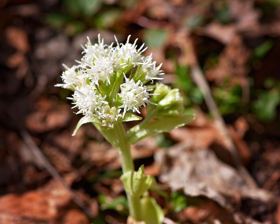 Forest plant petasites albus composites