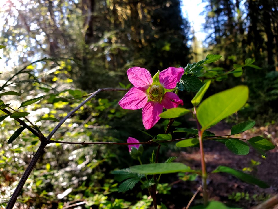 Salmonberry on the Mt. Baker-Snoqualmie National Forest. Photo by Anne Vassar April 20/21, 2021.