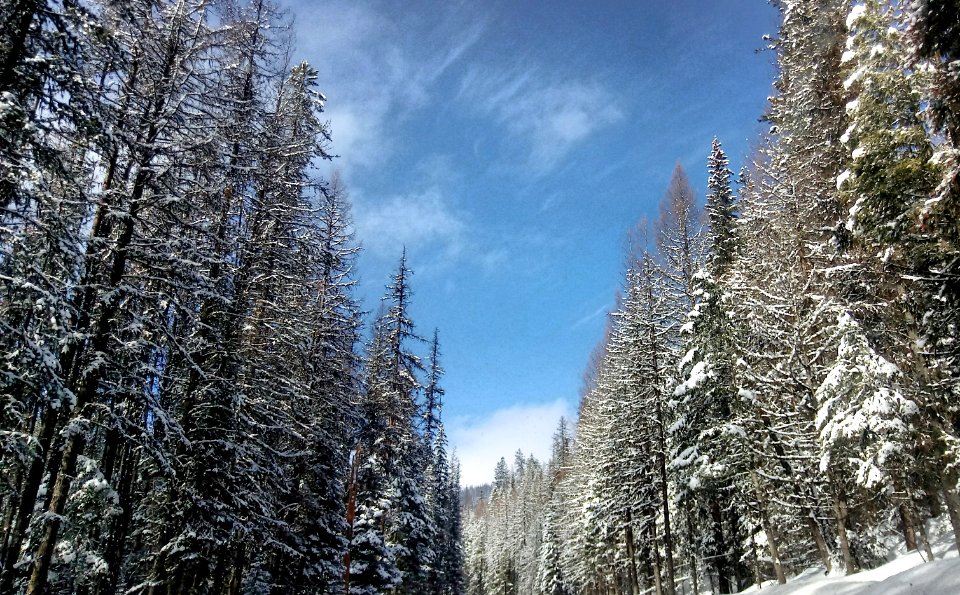 2019-Feb-deLeon-ColvilleNF-Kettle-Crest-showshoe-sherman-pass photo