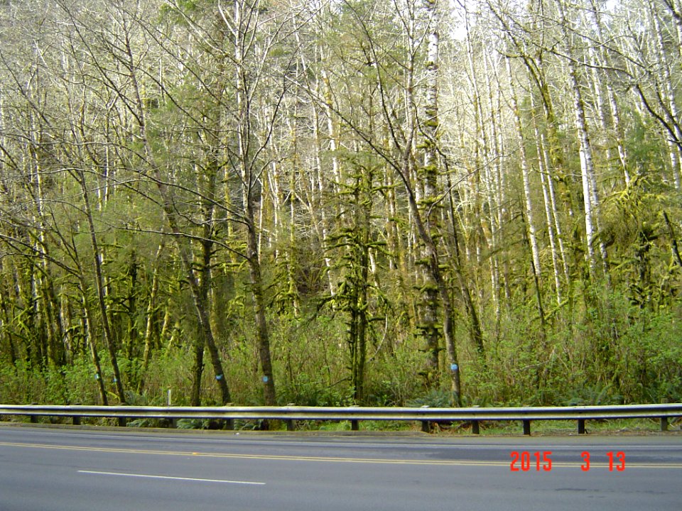 Marked Trees along Highway 101, Siuslaw National Forest