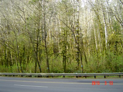 Marked Trees along Highway 101, Siuslaw National Forest