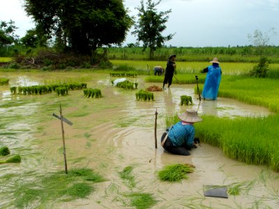 Workers in the rice field photo