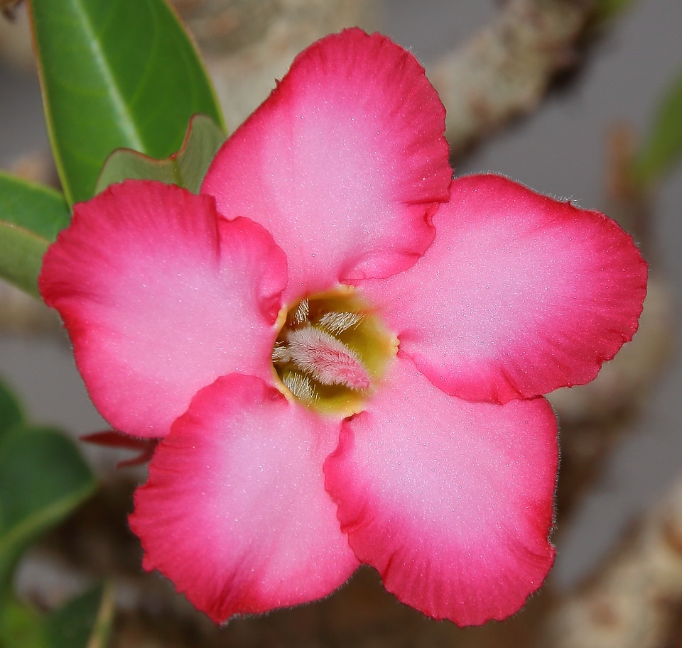 Petal yellow pink flower