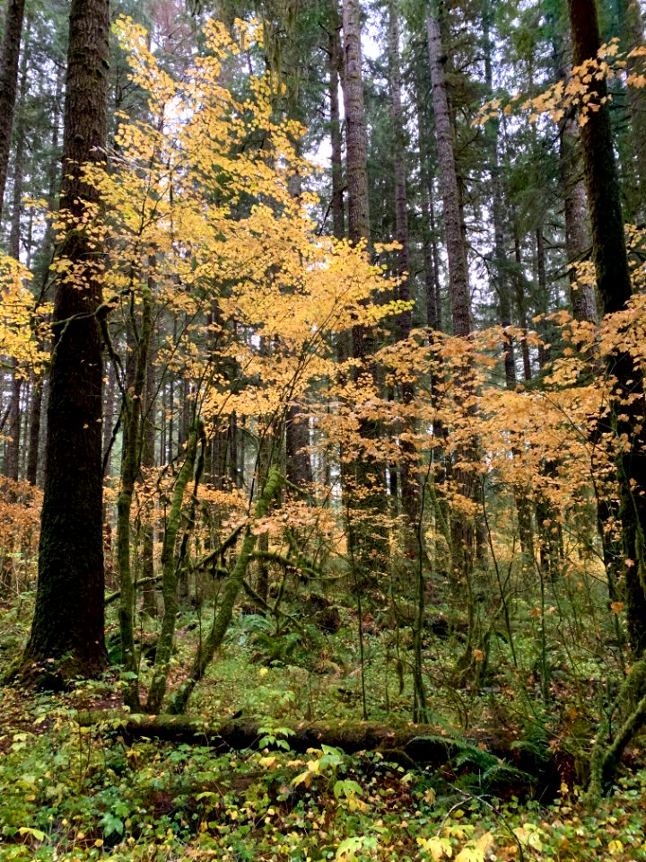 20191025 Olympic Forks Fall color near Sol Duc River 02 USDA Forest Service Photo by Karen Holtrop.