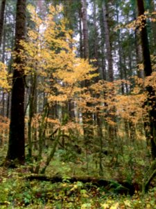 20191025 Olympic Forks Fall color near Sol Duc River 02 USDA Forest Service Photo by Karen Holtrop.