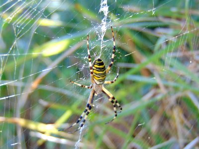 Wasp Spider photo