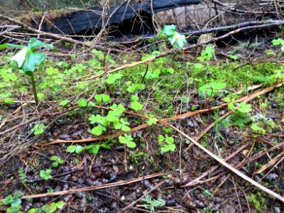 Oxalis and Trillium sprouting along Devils Rest Trail inside the burn area April 11, 2018.