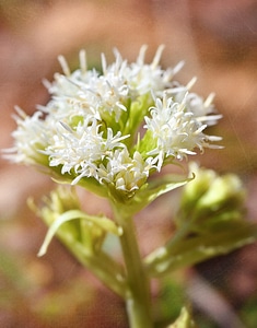 Forest plant petasites albus composites