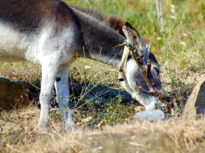 Hungry Donkey photo