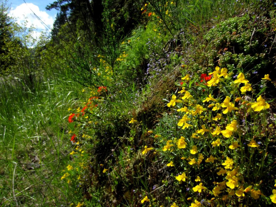 202007 Olympic wildflowers USFS photos