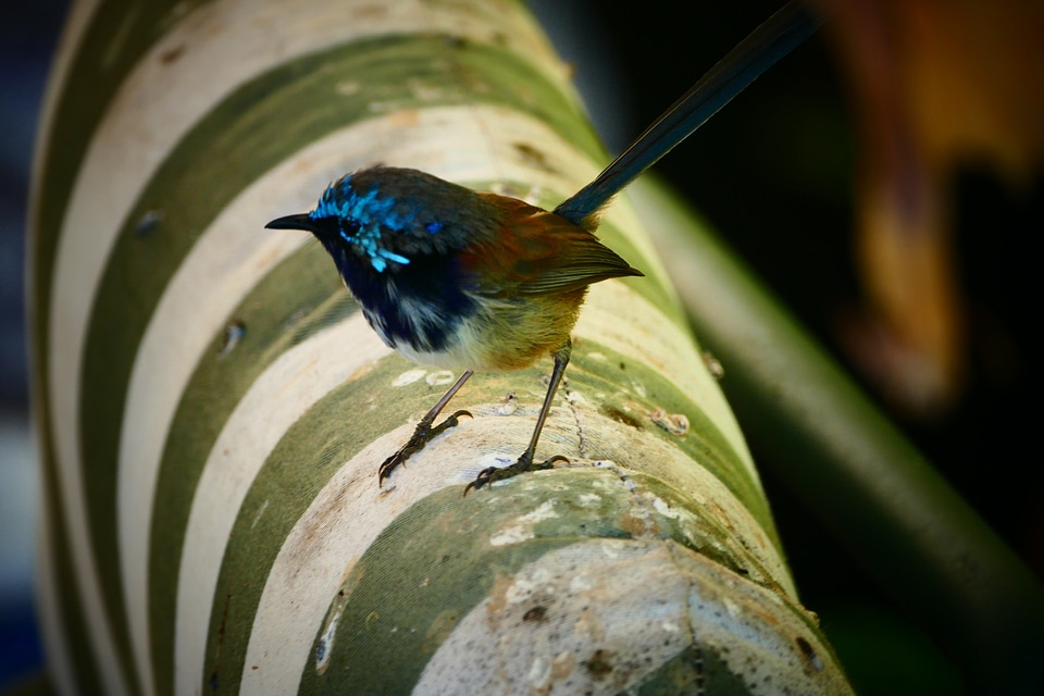 Blue wren bird nature