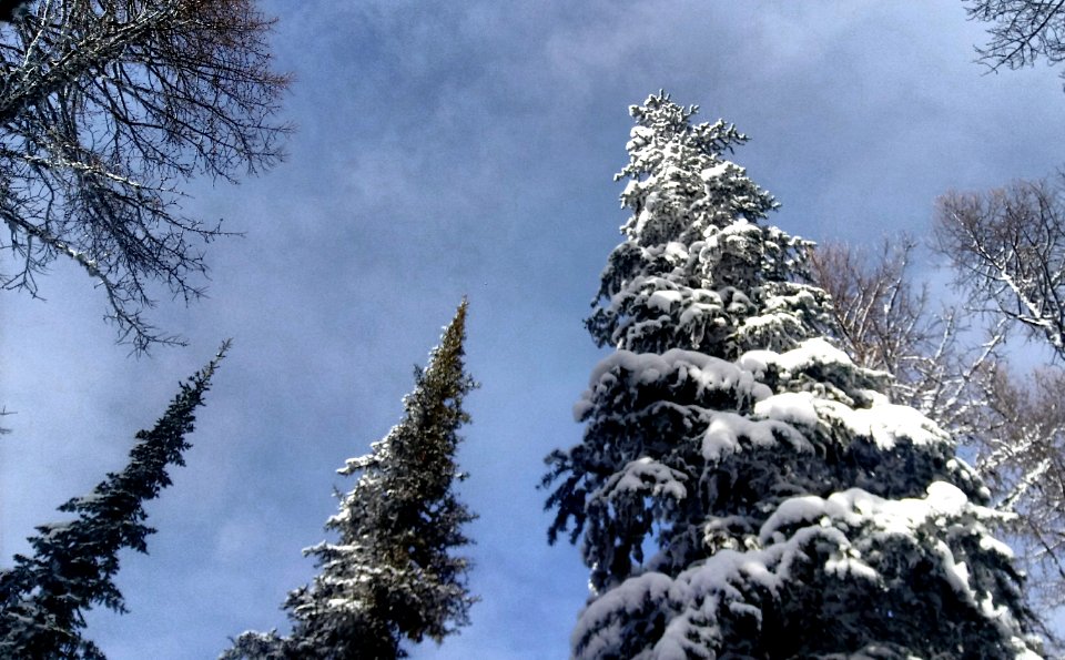 2019-Feb-deLeon-ColvilleNF-Kettle-Crest-showshoe-tree photo