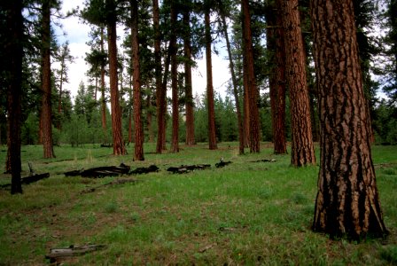 521 prescribed fire effects, Ochoco National Forest photo