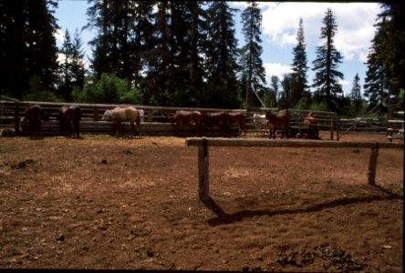 Willamette NF - Fish Lake Ramada, OR 1991 photo