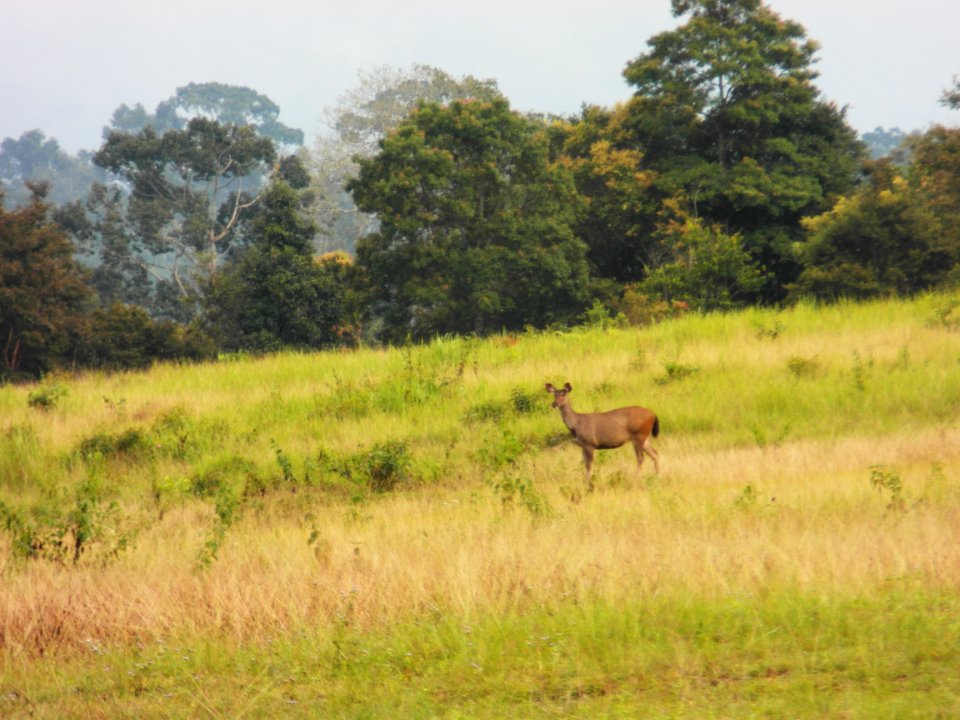 Khao Yai 3