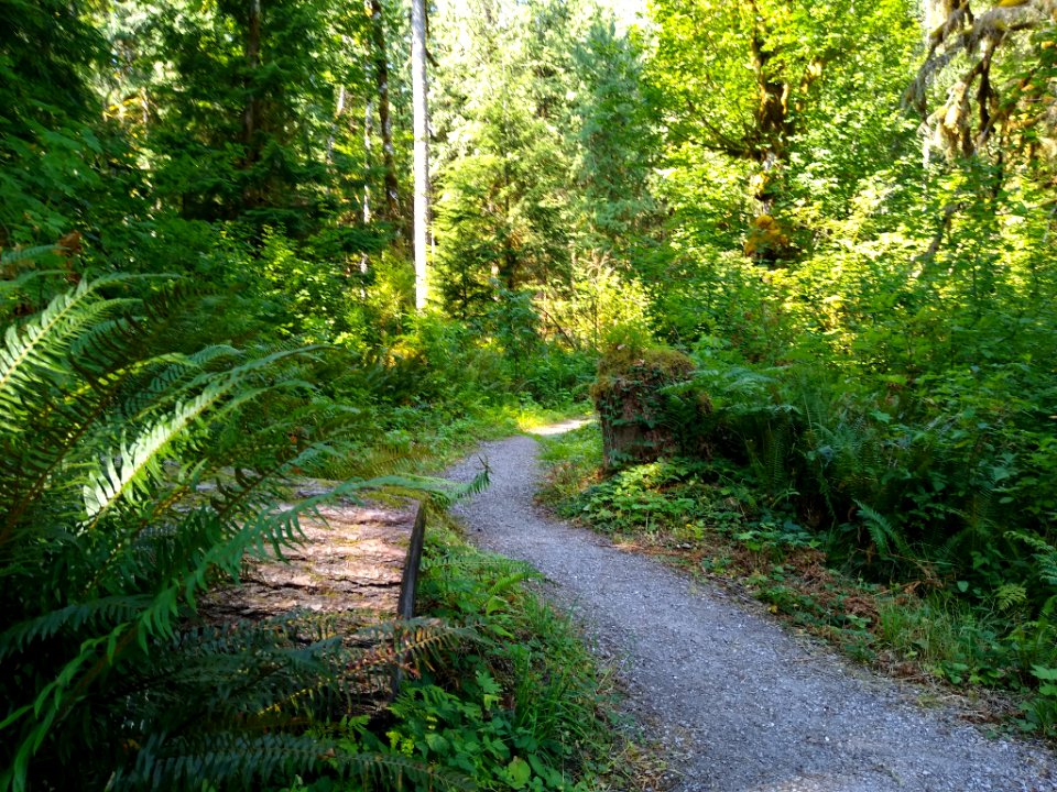 Old Sauk Trail, Mt. Baker-Snoqualmie National Forest. Photo by Anne Vassar July 30, 2020.