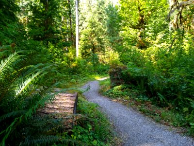 Old Sauk Trail, Mt. Baker-Snoqualmie National Forest. Photo by Anne Vassar July 30, 2020. photo