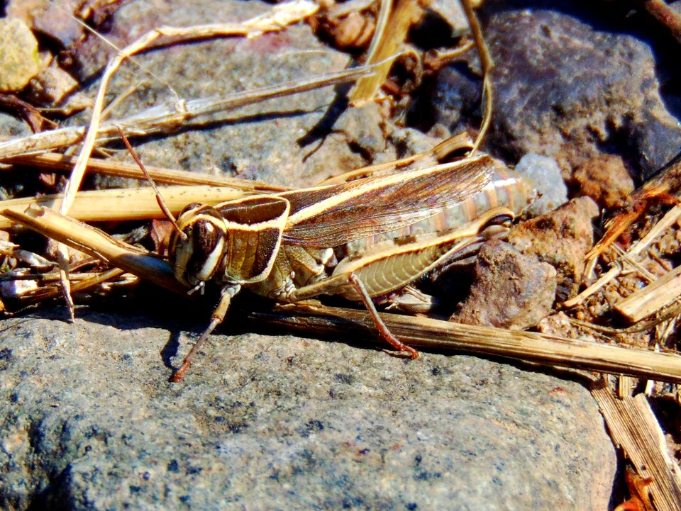 Grasshopper