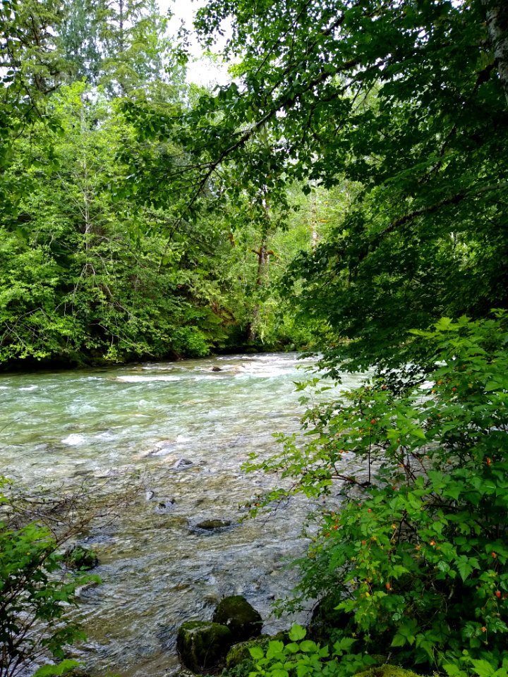 Sauk River at Bedal Campground, Mt. Baker-Snoqualmie National Forest. Photo taken by Anne Vassar June 16, 2020