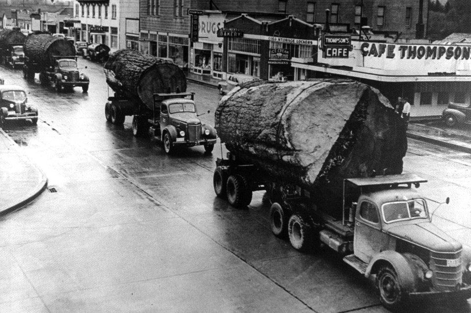 260 Log trucks haul harvested old growth
