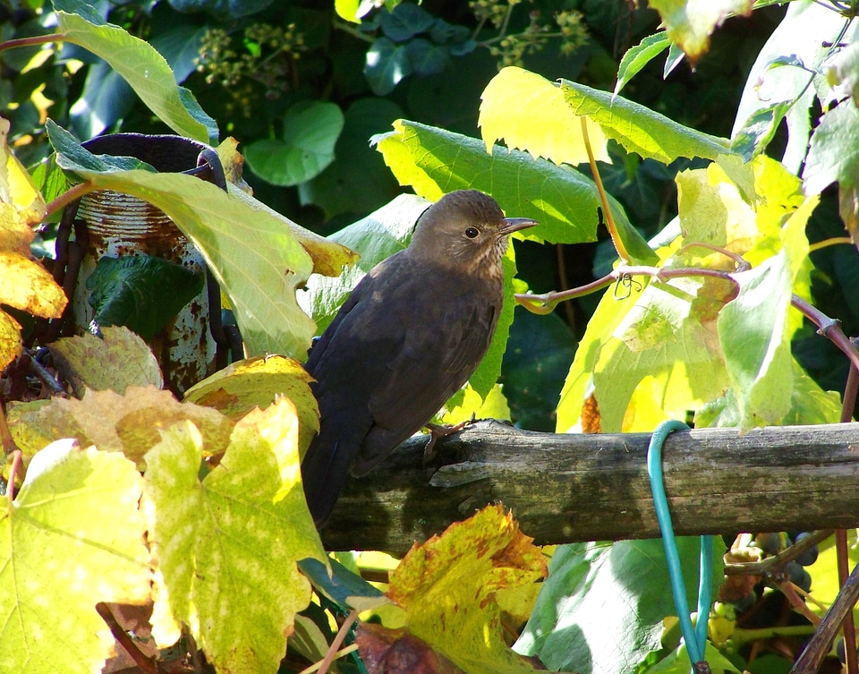 Blackbird female bird