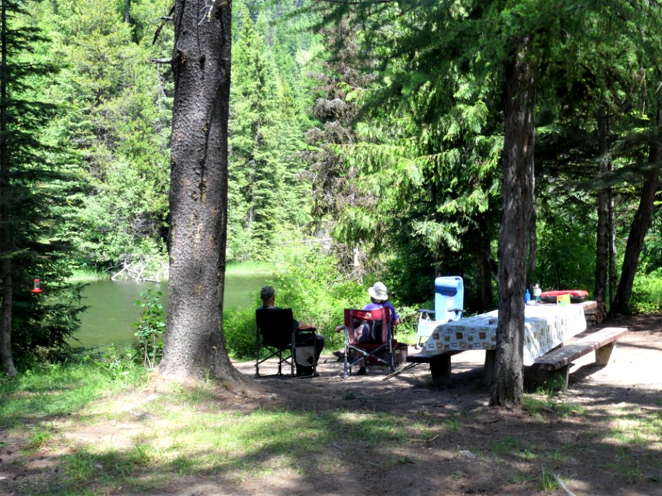 Big Meadow Lake Campground tree a bird watching June 2020 by Sharleen Puckett