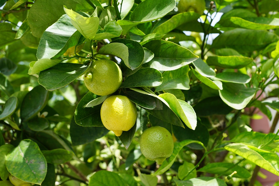 Sour fruit lemon tree
