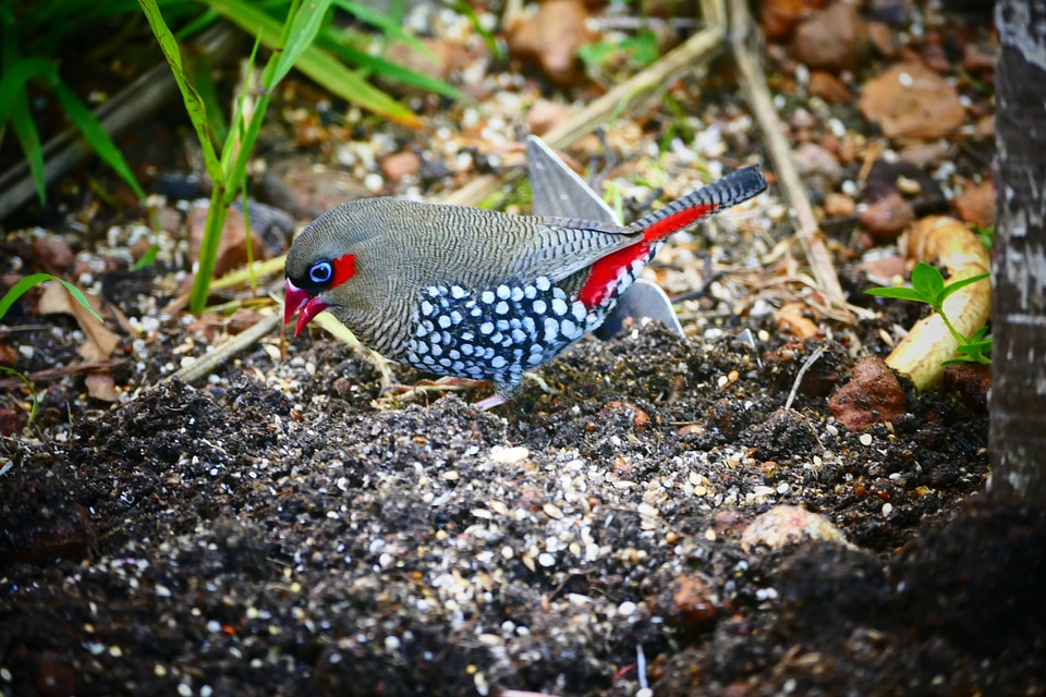 Bird nature australia