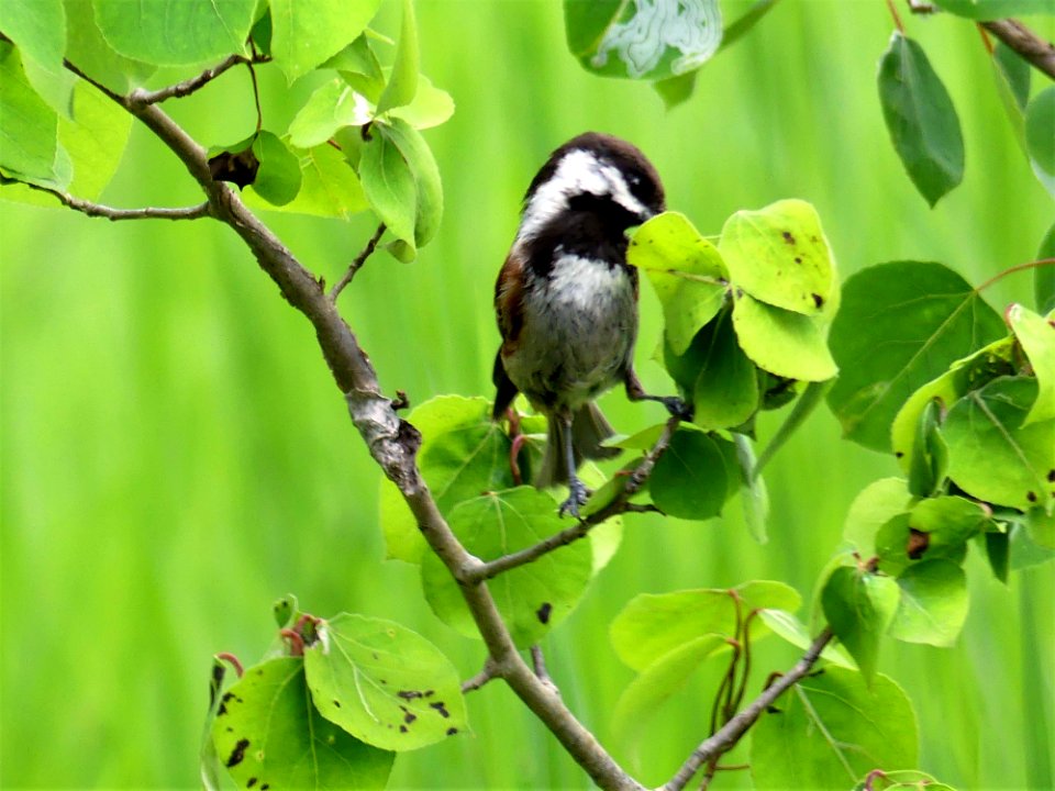 Camp Growden Heritage Site wildlife bird June 2020 by Sharleen Puckett