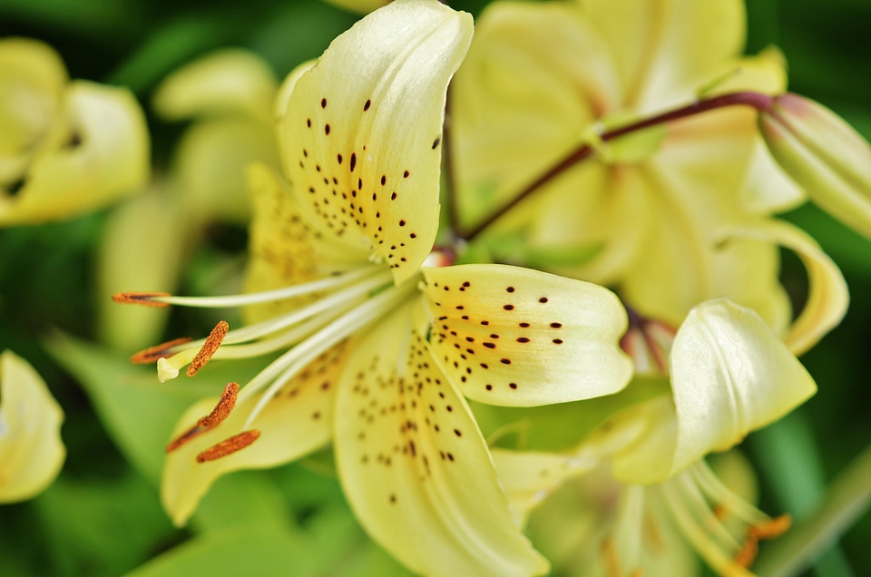 Spring blossom nature
