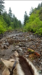 Forest Service Road 54 (Pearson Creek)