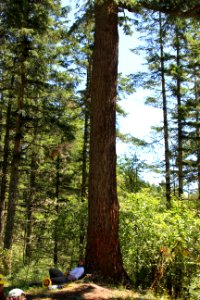 Student Conservation Association member rests under a tree on a break, Olympic National Forest.