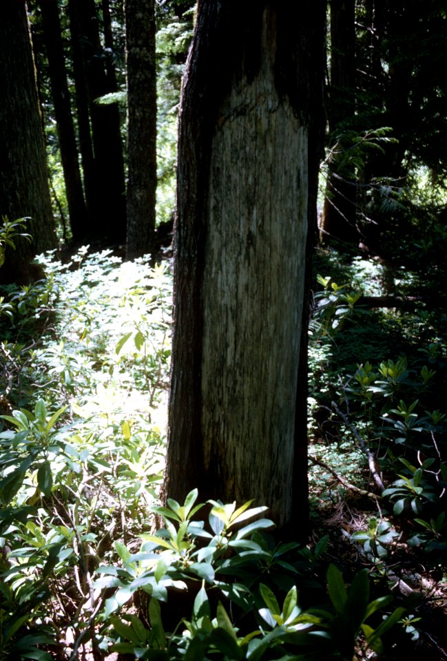 244 Indian cedar bark stripping