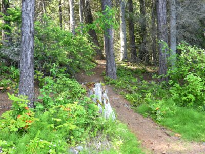 Colville NF Gillette Lake Campground June 2020 by Sharleen Puckett 14