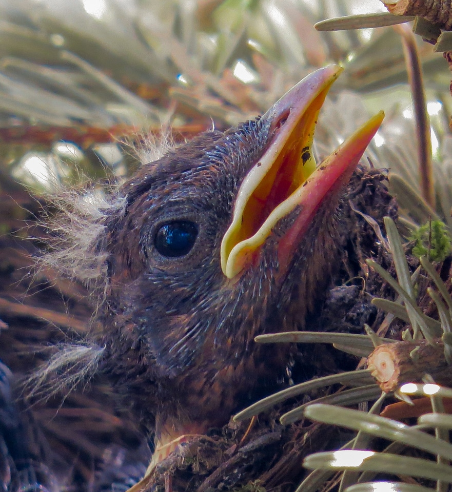 Nest bird's nest blackbird nest