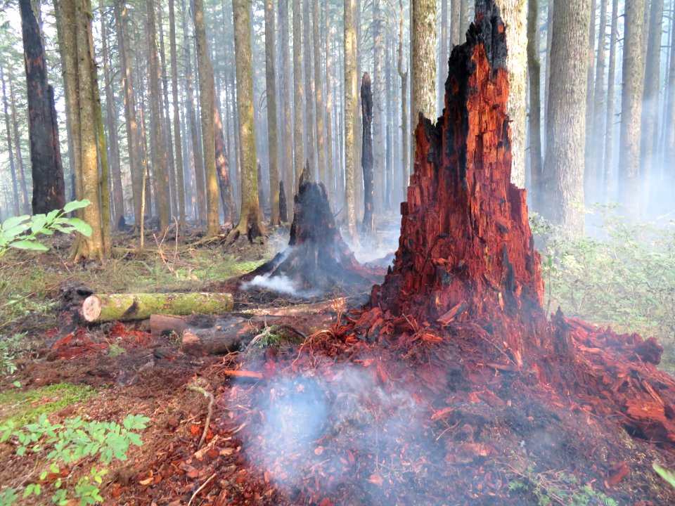 Burning stump in Division Q (west side of fire) Sept. 14