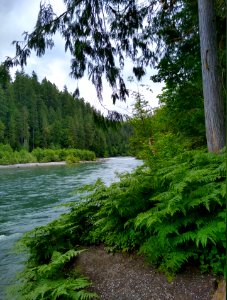 Sauk River along Old Sauk Trail, Mt. Baker-Snoqualmie National Forest. Photo taken by Anne Vassar June 16, 2020