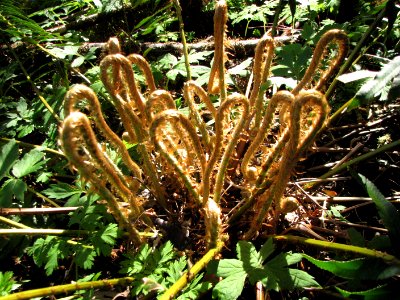 Sword Fern Fronds (2), Brown Creek Nature Trail, Olympic National Forest.
