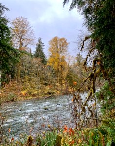20191025 Olympic Forks Fall color near Sol Duc River 01 USDA Forest Service Photo by Karen Holtrop.