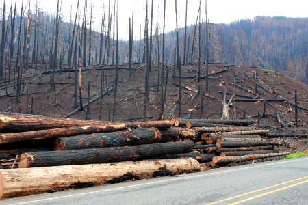 Hazard trees cut along Hwy 224, Mt. Hood National Forest